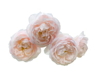 Güzel pembe gül grubu