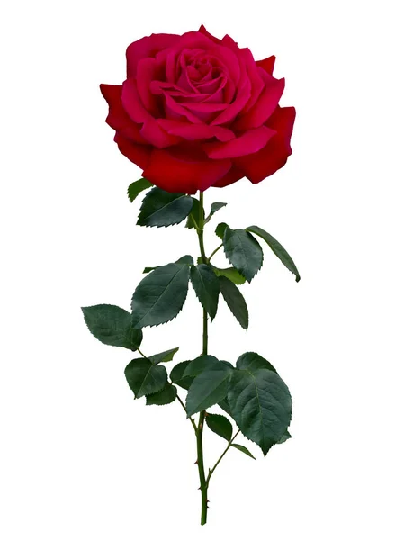 Rosa vermelha escura com folhas verdes — Fotografia de Stock
