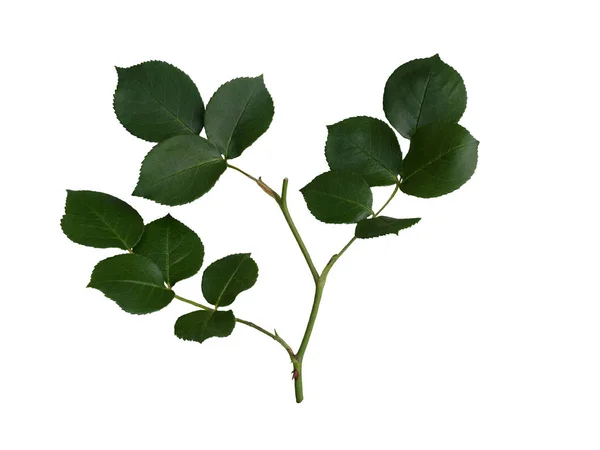 緑色のバラの葉が白い上に孤立 — ストック写真