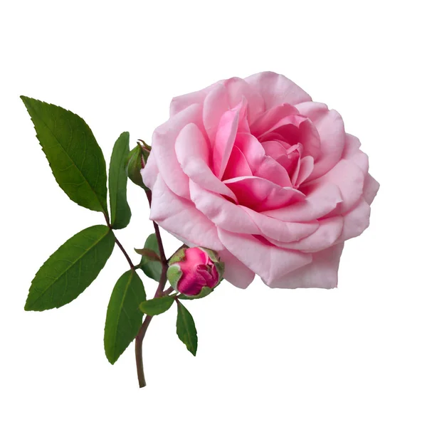 Нежная розовая роза с зелеными листьями — стоковое фото
