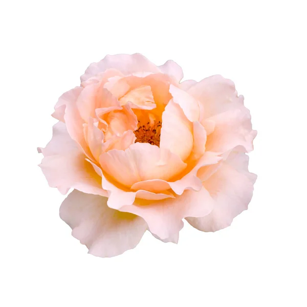 Żółty kwiat róży top Zobacz na białym tle na białym tle, ścieżkę przycinającą zawarte — Zdjęcie stockowe
