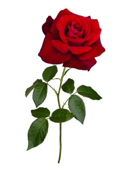 Čerstvé krásné růžové růže izolované na bílém pozadí — Stock fotografie