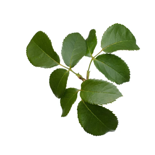 Folhas de rosas verdes isoladas em branco — Fotografia de Stock