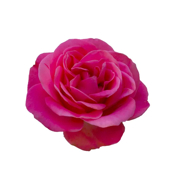 Φρέσκο όμορφο ροζ τριαντάφυλλο απομονωμένο σε λευκό φόντο — Φωτογραφία Αρχείου