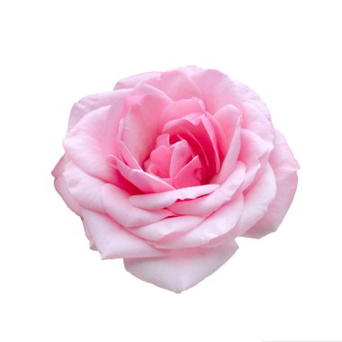 Beyaz arka planda izole edilmiş taze pembe gül.