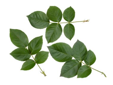 Beyaz üzerinde yeşil gül yaprakları