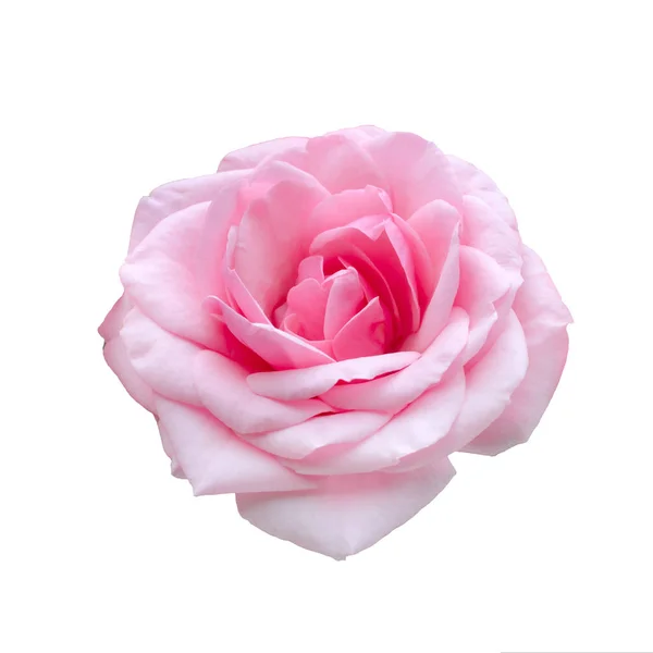 Красивая розовая роза на белом фоне — стоковое фото