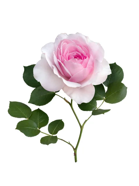 精致的粉红色玫瑰，绿叶 — 图库照片