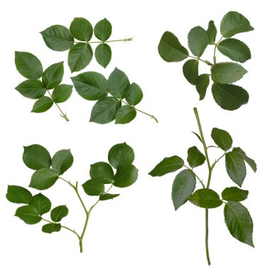 Beyaz üzerinde yeşil gül yaprakları