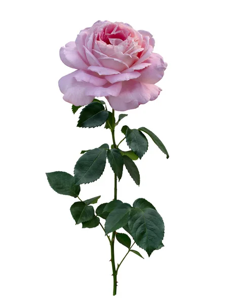 Delicate roze roos met groene bladeren — Stockfoto