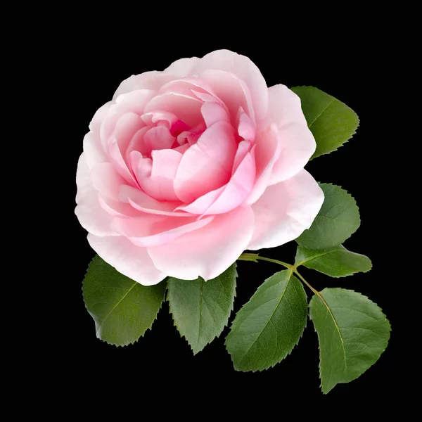 Rosa bonita rosa com folhas verdes — Fotografia de Stock