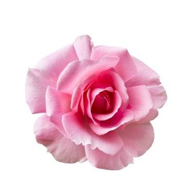 Beyaz arka planda izole edilmiş taze pembe gül.