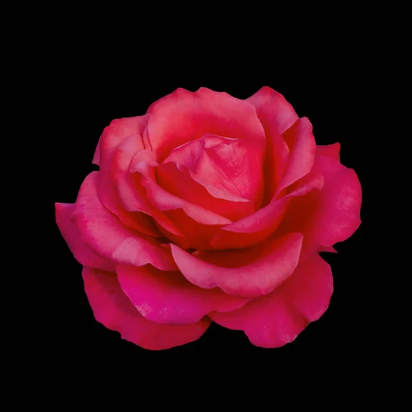 Rosa rosa isolado em um fundo preto — Fotografia de Stock