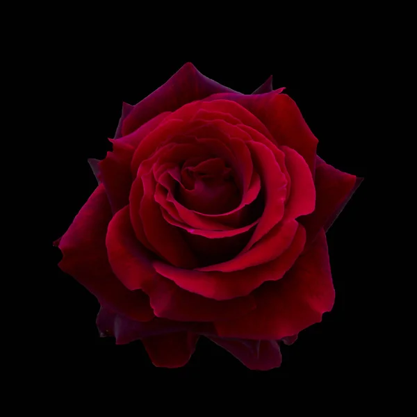 Dunkelrote Rose — Stockfoto