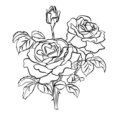 Gül beyaz arka plan üzerinde kroki