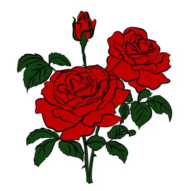 kırmızı gül beyaz arkaplanda izole.