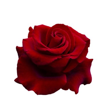 Koyu kırmızı gül