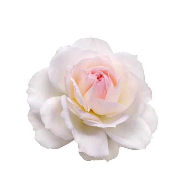 Gyönyörű fehér rózsa — Stock Fotó