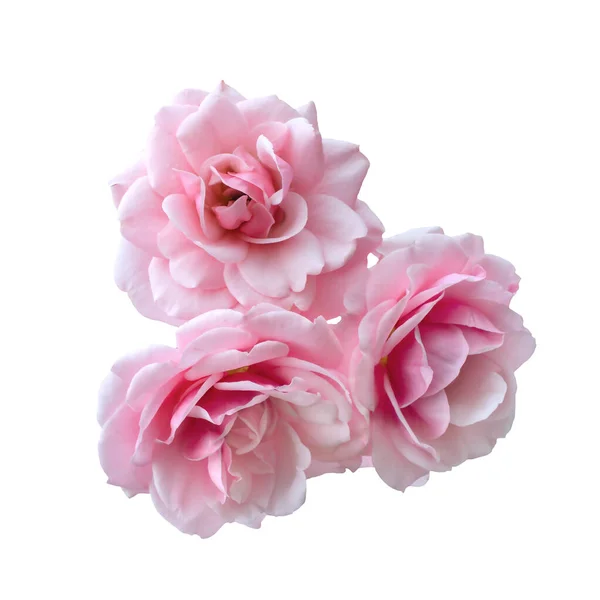 Группа красивых розовых роз — стоковое фото
