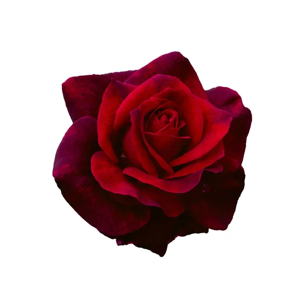 검은 붉은 장미 — 스톡 사진