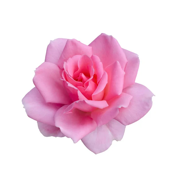 Свіжа красива рожева троянда ізольована на білому тлі — стокове фото