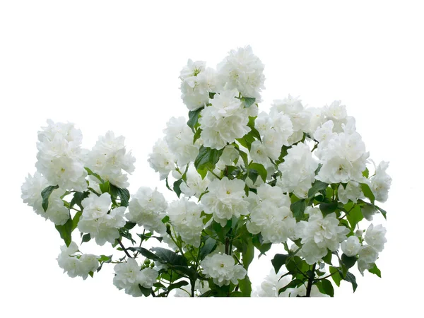 Jasmijn witte bloem — Stockfoto