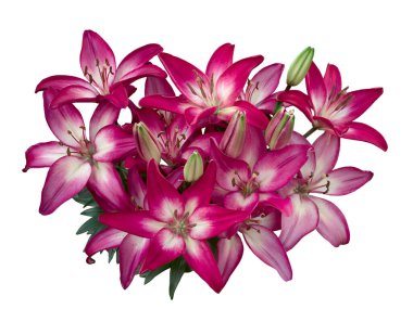 Lily çiçekleri çeşitlendirir