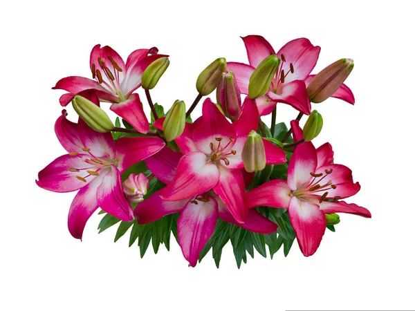 Lily varieties flowers — Stock Photo, Image