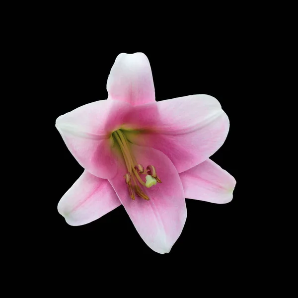 Mooie roze lelie variëteiten bloem — Stockfoto