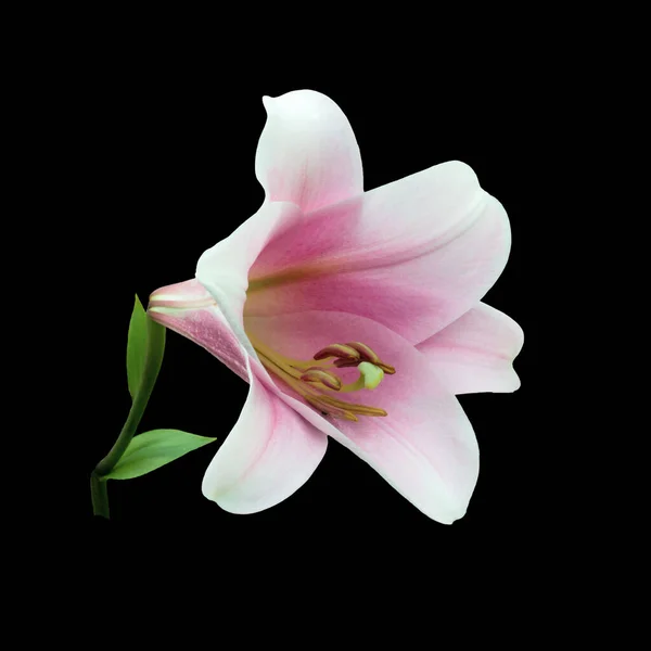 Mooie roze lelie variëteiten bloem — Stockfoto