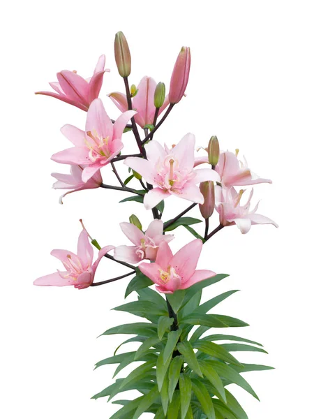 Красива рожева квітка лілії — стокове фото