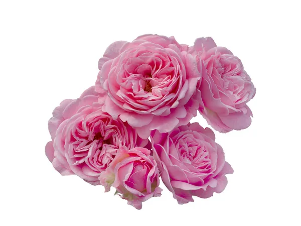 Σύνθεση ροζ τριαντάφυλλων απομονωμένη σε λευκό φόντο — Φωτογραφία Αρχείου