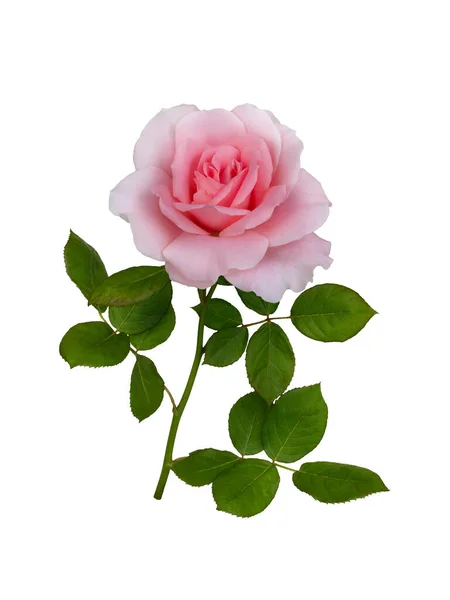 Rose rose délicate aux feuilles vertes — Photo
