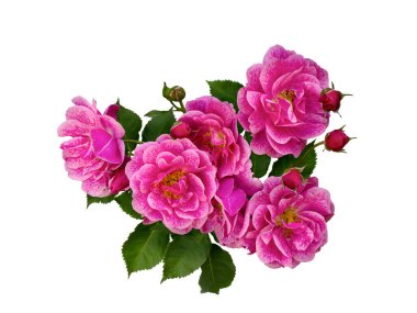 Yeşil yapraklı narin pembe güller.