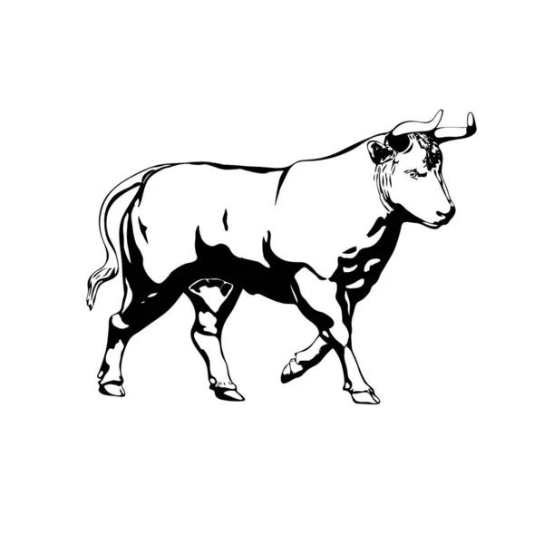 Sketch bull pada latar belakang putih. - Stok Vektor