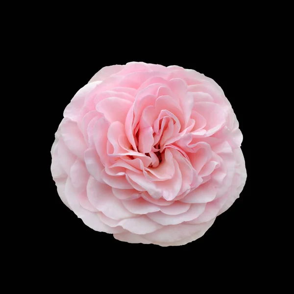 Gyönyörű rózsaszín rózsa — Stock Fotó
