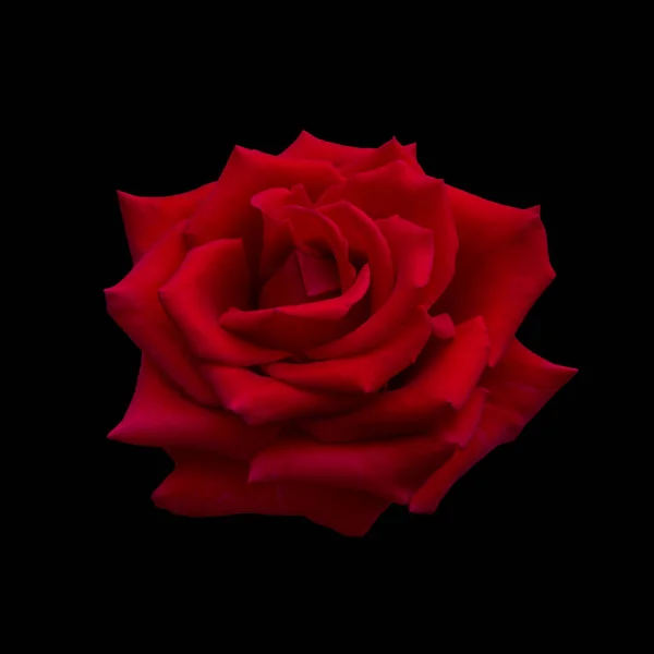 Rosa roja oscura — Foto de Stock