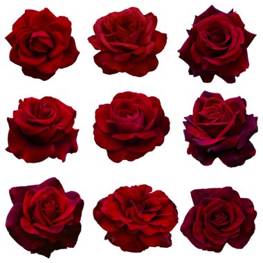 kırmızı güllerin kolajı