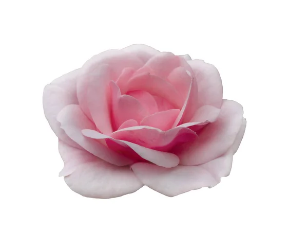新鮮な美しいピンクのバラは白い背景に孤立しました — ストック写真