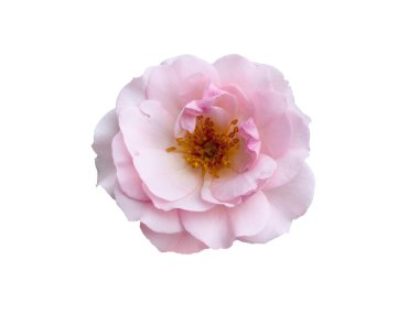 Beyaz arka planda izole edilmiş taze pembe gül.