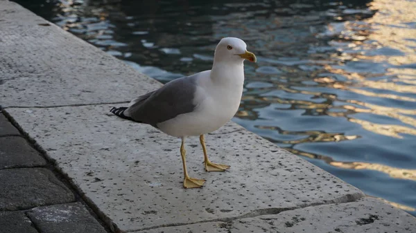 Martı Yakın Venedik Iskelesi Bir Martı Ayakta Görmek — Stok fotoğraf