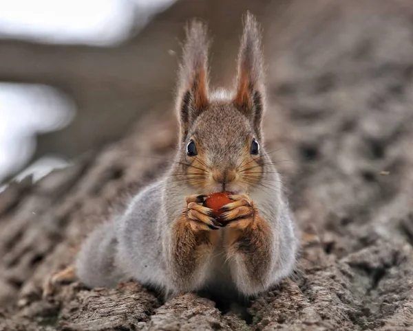 Red Squirrel Tree Heads Eating Nut — Stock Photo, Image