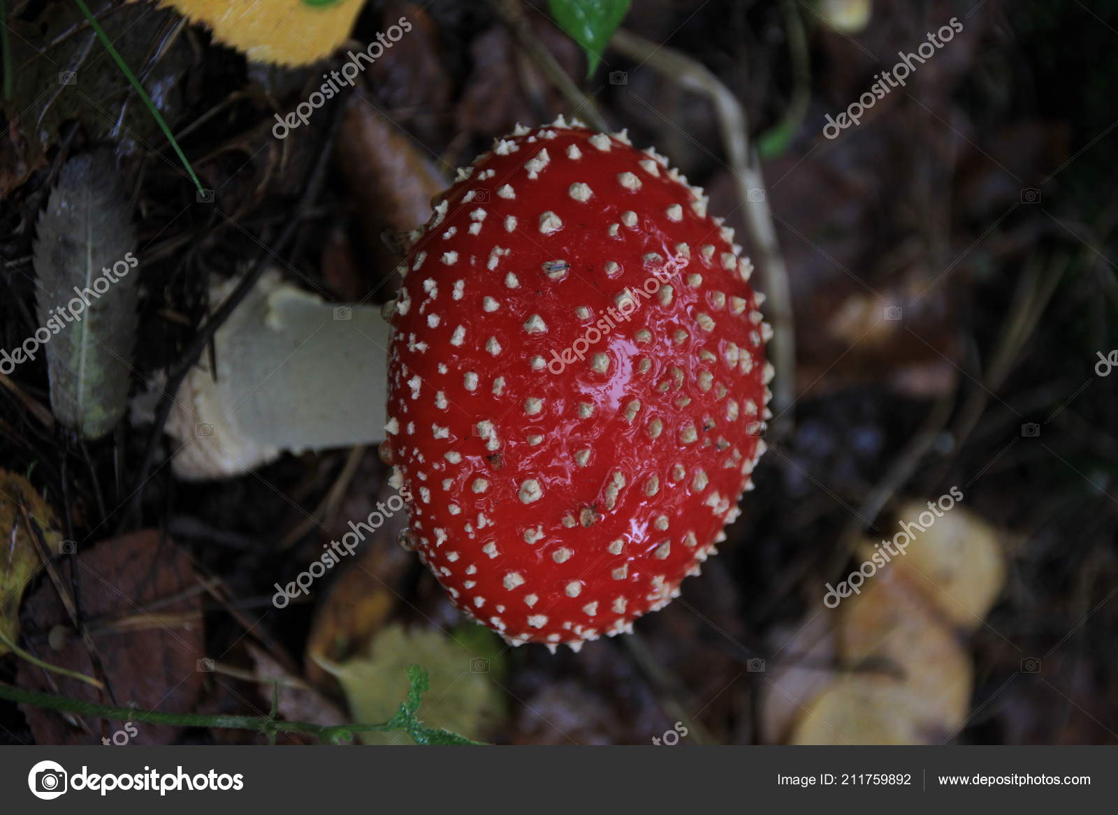 Colorful Red And White Mushroom Stock Photo C Natgai83 Gmail Com