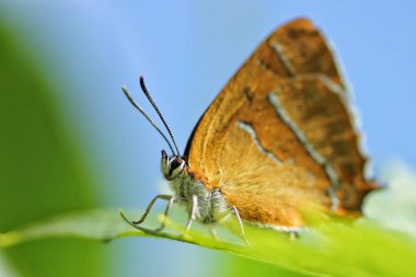 Turuncu kelebek Ayatekla betulae