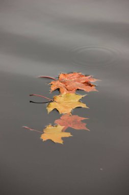 Renkli sonbahar yaprakları