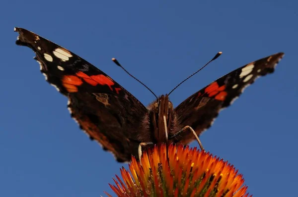Colorful butterfly  vanessa atalanta — Stock Photo, Image