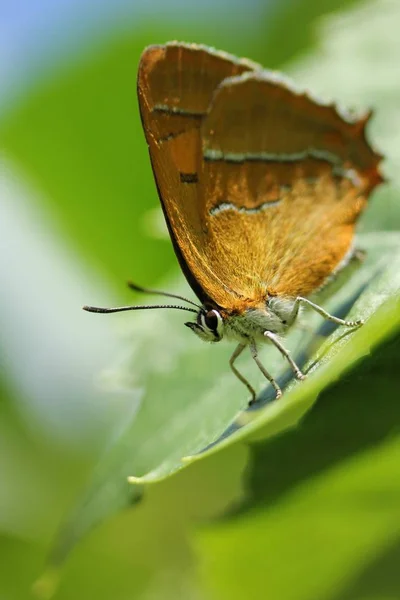 Pomarańczowy motyl Tekli betulae — Zdjęcie stockowe