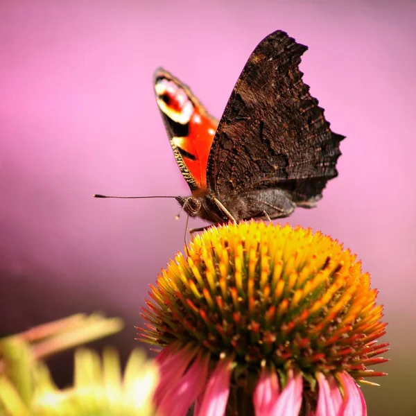 Kolorowy motyl inacnhis io — Zdjęcie stockowe