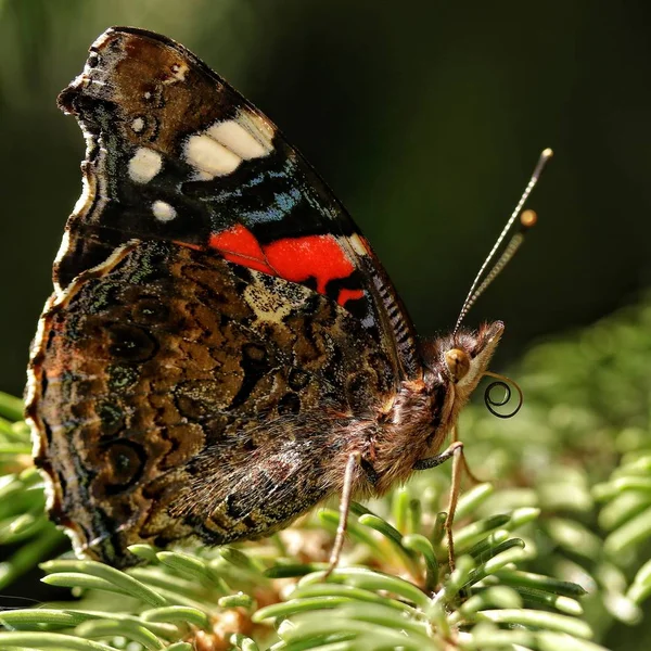 Borboleta colorida vanessa atalanta — Fotografia de Stock