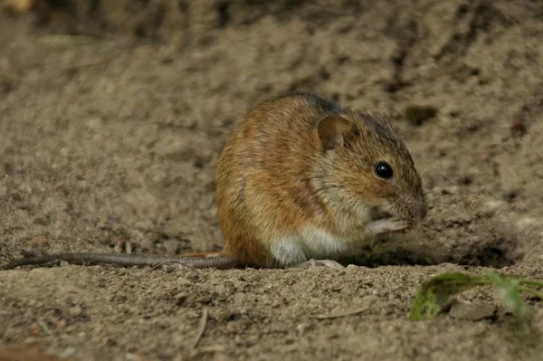 A field mouse walks in the street